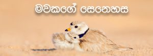 මවකගේ සෙනෙහස