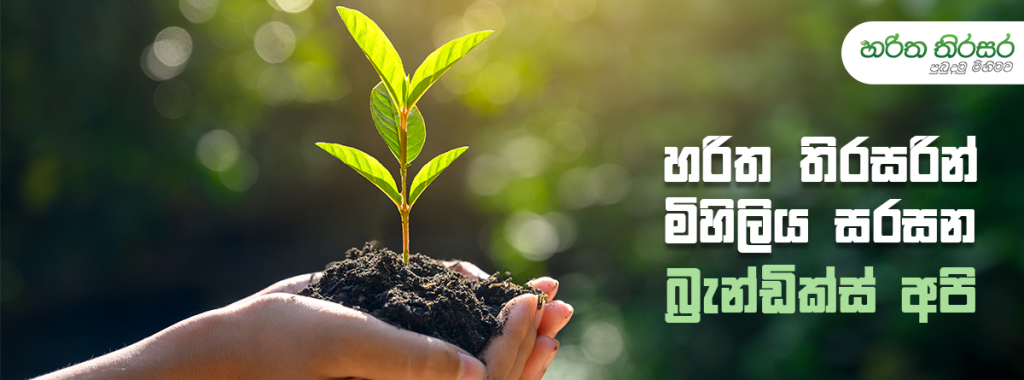 හරිත තිරසරින් මිහිලිය සරසන බ්‍රැන්ඩික්ස් අපි